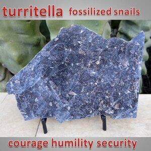 Turritella agate raw snail fossil rock stone SLAB 01